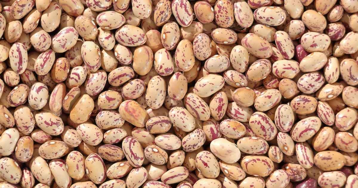 Soy Beans